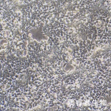 Lentil-X293T 人肾上皮细胞系