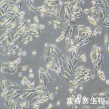 SUM159PT细胞；人乳腺癌细胞