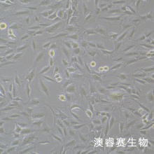 CFSC-8B细胞 大鼠肝星形活细胞