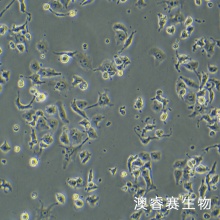 DMS-114细胞 人小细胞肺癌细胞