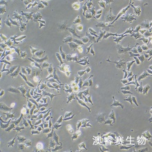 DMS-114细胞 人小细胞肺癌细胞