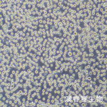 DAMI细胞 人巨核细胞白血病细胞