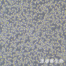 DAMI细胞 人巨核细胞白血病细胞