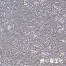 MO3.13细胞 人少突胶质细胞