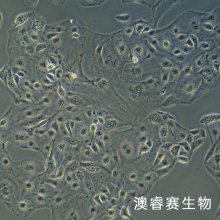 KURAMOCHI细胞 人卵巢癌细胞