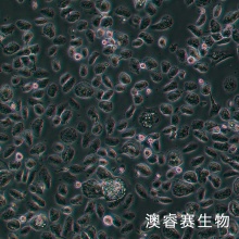 HSC-3细胞 人口腔鳞癌细胞
