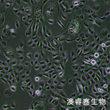 HSC-3细胞 人口腔鳞癌细胞