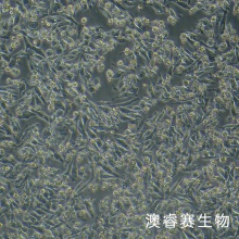 HD-11（ 鸡巨噬细胞）