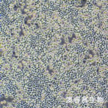 RIN-M5F细胞；大鼠&beta;胰岛素瘤细胞