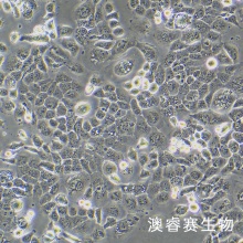 A253（人颌下腺表皮癌细胞）