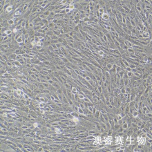 M-1细胞； 小鼠肾集合管细胞