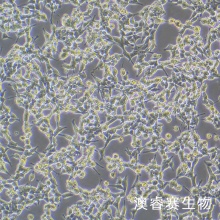 293E细胞;人胚肾细胞