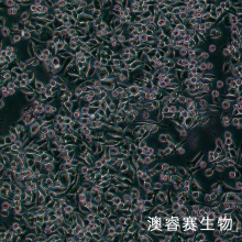 SNU601细胞;人胃癌细胞