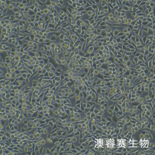 L-WRN细胞;小鼠皮下结缔组织细胞