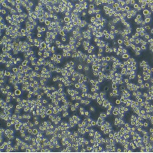 HMC-1 人肥大细胞