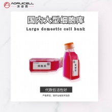 HMCB 人黑色素瘤细胞