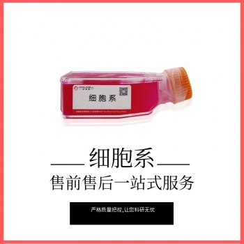 WEHI-231 小鼠B淋巴瘤细胞