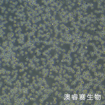 OCI-LY1（人B细胞淋巴瘤）