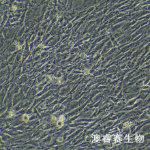 3T3-L1（小鼠胚胎成纤维细胞）