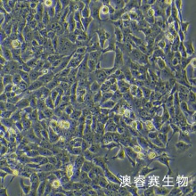 4T1（小鼠乳腺癌细胞）