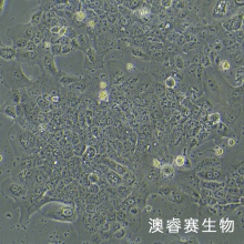 A-431（人表皮癌细胞）