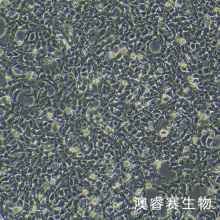 AAV-293（人胚肾细胞）