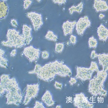 AR42J（大鼠胰腺外分泌细胞）