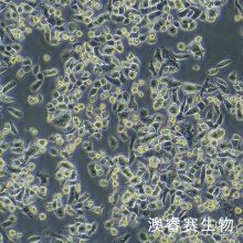 AsPC-1（人转移胰腺腺癌细胞）