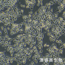 B16（小鼠黑色素瘤细胞）