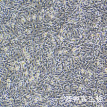 C6（大鼠胶质瘤细胞）