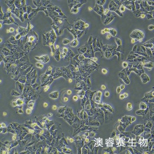 DLD-1（人结直肠腺癌上皮细胞）