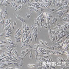 H9c2（大鼠心肌细胞）