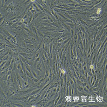 H9c2（大鼠心肌细胞）