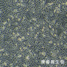 HFL1（人胚肺成纤维细胞）
