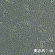 HK-2（人肾皮质近曲小管上皮细胞）