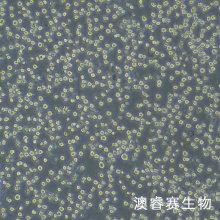 HL-60（人原髓细胞白血病细胞）
