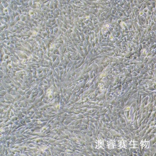 HSC-T6（大鼠肝星形细胞）