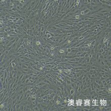HSC-T6（大鼠肝星形细胞）