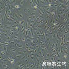 JAR（人胎盘绒毛癌细胞）