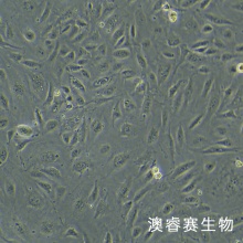 JAR（人胎盘绒毛癌细胞）