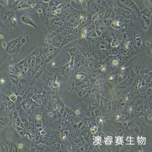 JEG-3（人绒毛膜癌细胞）