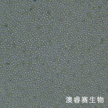 KG-1（人急性骨髓性白血病细胞）