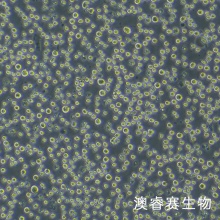 KG-1（人急性骨髓性白血病细胞）