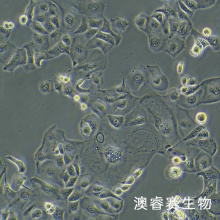 KLE（人子宫内膜癌细胞）