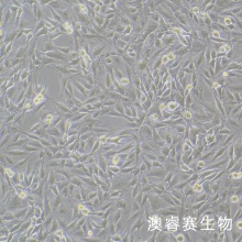 L6（大鼠成肌细胞）