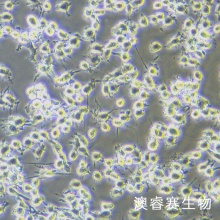 L6（大鼠成肌细胞）