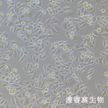 MADB106（大鼠乳腺癌细胞）