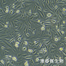 MDA-MB-231（人乳腺癌细胞）