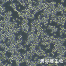 MFC（小鼠胃癌细胞）