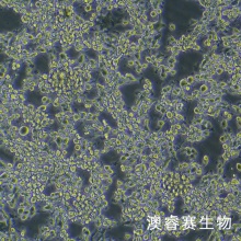 MFC（小鼠胃癌细胞）